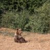 Трансфагараш в Румынии &mdash; самая опасная дорога Европы. Отзыв о самостоятельной поездке